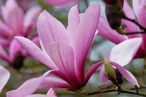 Magnolie GALAXY