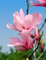 Magnolia GALAXY