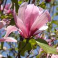 Magnolia GALAXY