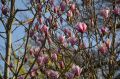Magnolia GALAXY