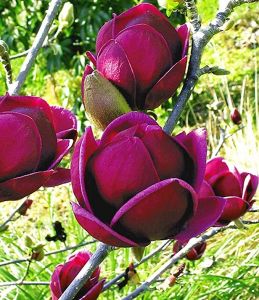 Magnolie GENIE