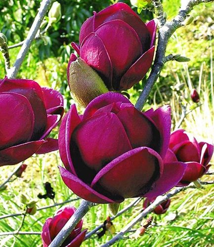 Magnolie GENIE