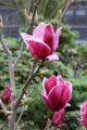 Magnolia GENIE