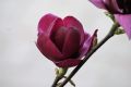 Magnolia GENIE