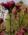 Magnolia GENIE