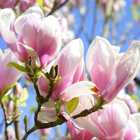 Magnolie GEORGE HENRY KERN