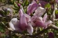 Magnolia GEORGE HENRY KERN