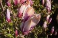 Magnolia GEORGE HENRY KERN