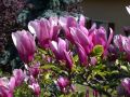 Magnolia GEORGE HENRY KERN