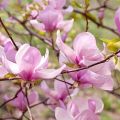 Magnolia GEORGE HENRY KERN