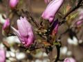 Magnolia GEORGE HENRY KERN