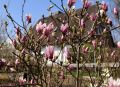 Magnolia GEORGE HENRY KERN