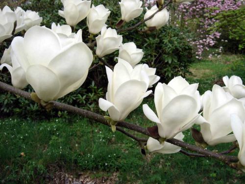 Magnolie LENNEI ALBA