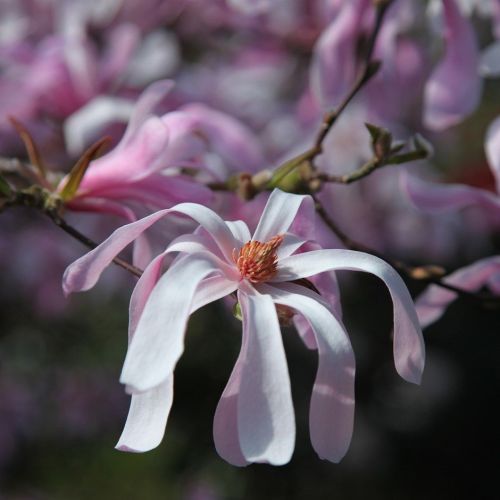 Loebner-Magnolie LEONARD MESSEL