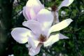 Magnolia pośrednia ALBA SUPERBA