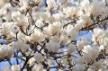 Magnolia pośrednia ALBA SUPERBA