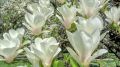 Magnolia pośrednia ALBA SUPERBA