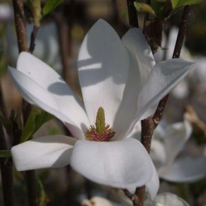 Zwischen-Magnolie ALBA SUPERBA