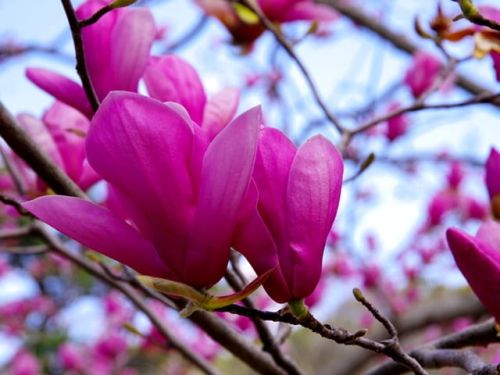 Magnolie SUSAN