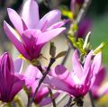 Magnolia RANDY