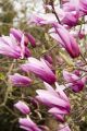 Magnolia RANDY