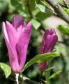 Magnolia RANDY