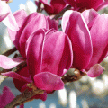Magnolia SHIRAZZ