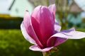 Magnolia SHIRAZZ
