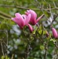 Magnolia SHIRAZZ