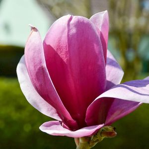 Magnolie SHIRAZZ