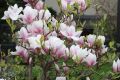 Magnolia SOULANGEANA