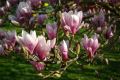 Magnolia SOULANGEANA