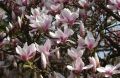 Magnolia SOULANGEANA