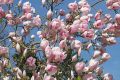 Magnolia SOULANGEANA