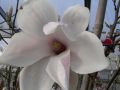 Magnolia SOULANGEANA