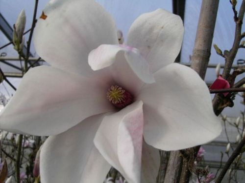 Magnolie SOULANGEANA