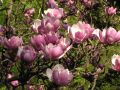 Magnolia SOULANGEANA