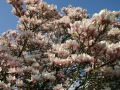 Magnolia SOULANGEANA