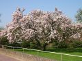 Magnolia SOULANGEANA