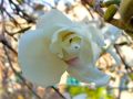 Magnolia soulangeana SPECIOSA