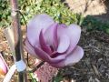 Magnolia SWEET MERLOT