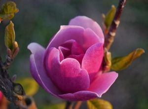 Magnolie SWEET MERLOT