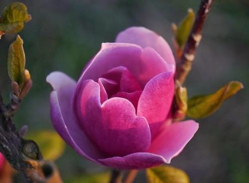 Magnolie SWEET MERLOT