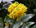 Mahonia POSPOLITA