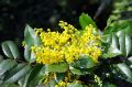 Mahonia POSPOLITA