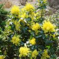 Mahonia POSPOLITA