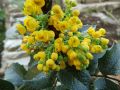 Mahonia POSPOLITA