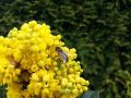 Mahonia POSPOLITA