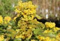 Mahonia POSPOLITA