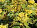 Mahonia POSPOLITA